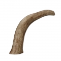 Bild 2 von Viking Antler Hard Rothirschgeweih  / (Variante) Viking Antler Hard Rothirschgeweih L